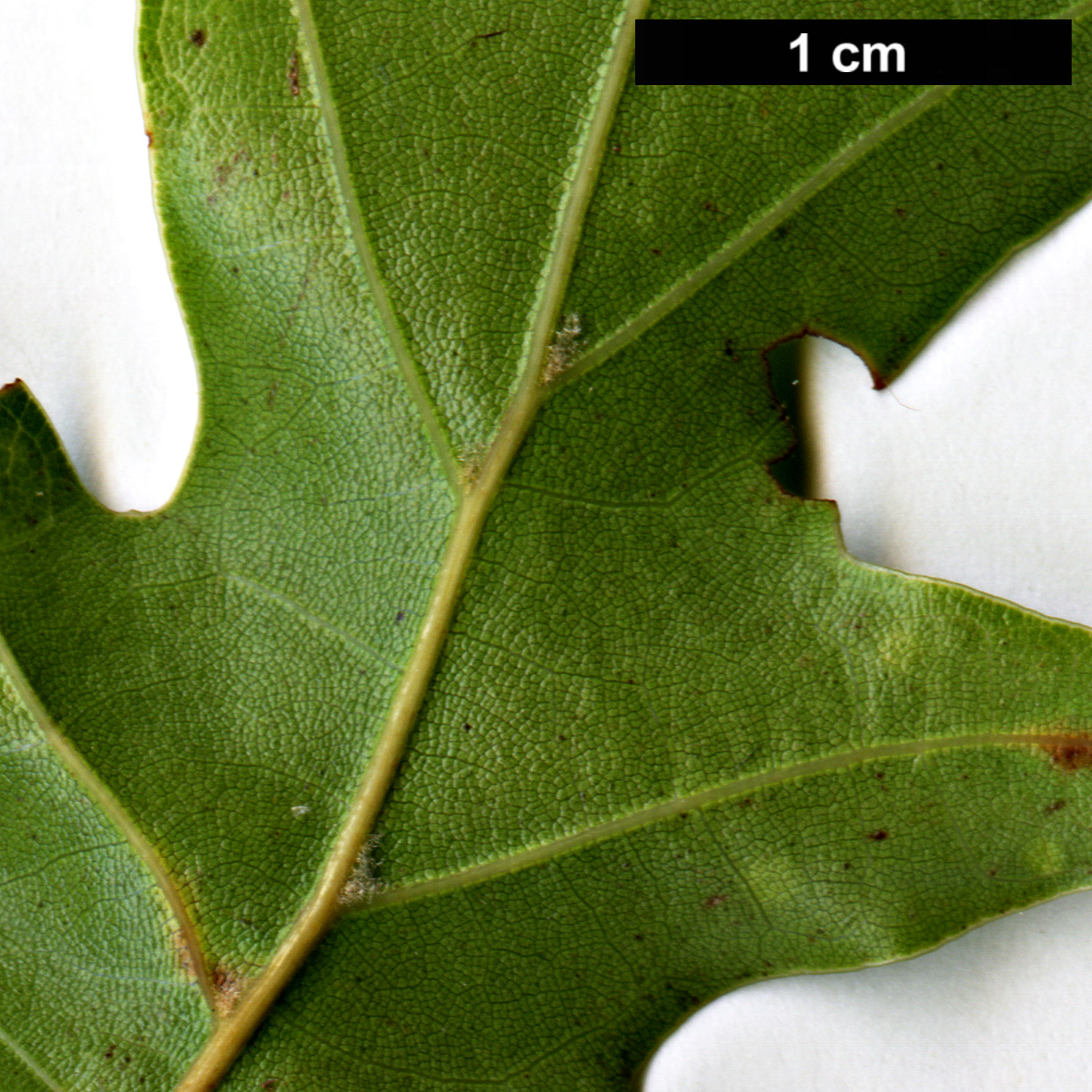 High resolution image: Family: Fagaceae - Genus: Quercus - Taxon:   - SpeciesSub: 'Langtry'